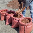 El precio del cacao ecuatoriano se calcula tomando como base el valor de la tonelada con entrega futura en diciembre en la bolsa de Nueva York.