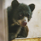 Sisa, la osezna andina rescatada, necesita un hábitat adecuado para su desarrollo en el Zoológico de Quito