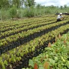 El precio del cacao ecuatoriano se calcula tomando como base el valor de la tonelada con entrega futura en diciembre en la bolsa de Nueva York.