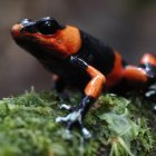 Una rana Oophaga lehmanni. La ranita venenosa "Oophaga lehmanni", una especie endémica del Pacífico colombiano