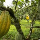 El precio del cacao ecuatoriano se calcula tomando como base el valor de la tonelada con entrega futura en marzo en la bolsa de Nueva York.