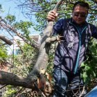 El  concejal del condado de Pingtung, Hung Tsung-chi, recogiendo una iguana capturada después de que un cazador la arrancó de un árbol en Pingtung.