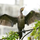 -FOTODELDÍA- AME326. CALI (COLOMBIA), 15/02/2025.- Fotografía de un "Neotropic Cormorant" sobre una rama durante un recorrido urbano de avistamiento de aves este viernes, en Cali (Colombia). Cuando apenas aclara el día el revoloteo incansable y multicolor de centenares de aves de diferentes especies deja boquiabierto a un numeroso grupo de pajareros aficionados que asisten a la Feria Internacional de las Aves en Cali, la principal ciudad del suroeste de Colombia. EFE/ Ernesto Guzmán