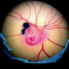 Embrión de pollo tras la manipulación experimental. Crédito: Fernando García-Moreno.