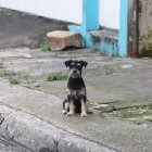 Fauna. Eliana Molineros, exgobernadora del Guayas, contó que no existe un censo detallado de la población animal en situación de calle en Guayaquil.