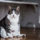 Animales. Los gatos esterilizados ayudan a que no exista sobrepoblación felina en el país.