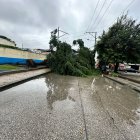 Efecto. Varios árboles se cayeron tras las fuertes lluvias.