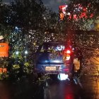 Un árbol cayó sobre un vehículo que circulaba por la avenida Las Monjas, en la ciudadela Urdesa, la noche del lunes 24 de febrero.