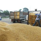 Cosecha. La provincia de Los Ríos es la más grande productora del grano del Ecuador. Le sigue Manabí.