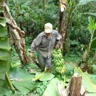 Un agricultor carga una racima de banano.