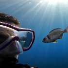 El autor del estudio, Maëlan Tomasek, con uno de los peces durante el  experimento realizado en el mar Mediterráneo. Crédito: Maëlan Tomasek/Max Planck Institute of Animal Behavior/SOLO USO EDITORIAL