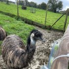 Un experimento con avestruces y sus parientes australianas y sudamericanas, emúes y ñandús, respectivamente, ha demostrado que estas aves grandes son capaces de idear toda clase de estrategias técnicas para acceder a la comida, siendo mucho más listas de lo que los investigadores pensaban. Las conclusiones del estudio, dirigido por investigadores del departamento de Psicología de la universidad británica de Bristol, aparecen recogidas este jueves en la revista Scientific Reports. En la imagen, uno de los emúes que ha participado en el estudio. Crédito: