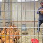 Un trabajador sostiene una gallina mientras las gallinas en venta deambulan en su jaula en la tienda Wabash Feed & Garden en Houston, Texas, el 10 de febrero de 2025.