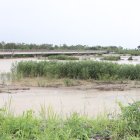 Sedimentos. A pesar de que, en 2024, la Empresa Pública del Agua hizo una limpieza de esta zona de la derivadora Cañar, otra vez se ha azolvado.