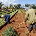 Un grupo de campesinos aparecen trabajando la tierra en Matanza (Cuba).