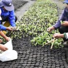 ONG. La Fundación Heifer en Ecuador impulsa la sostenibilidad en el campos en distintas provincias.