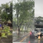 Árbol caído obstaculizó el tránsito vehicular hacia vía a la costa.