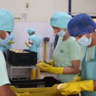 El reglamento establece el tamaño de las diferentes empresas en el país.