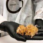 Ejemplares de Ratón Lanudo Colosal.