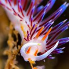 El nudibranquio Cratena peregrina. Crédito: Juan Moles (UB-IRBio) . Imagen facilitada por la UB.