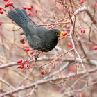 Mirlo común (Turdus merula) consumiendo frutos de rosal silvestre (Rosa canina) en el norte de la Península Ibérica. Las plantas de fruto carnoso interaccionan con multitud de animales que consumen sus frutos y dispersan sus semillas, un proceso clave para la regeneración forestal, lo que sugiere que existen unos patrones consistentes en la forma en que se organizan las interacciones ecológicas en la naturaleza, según un estudio de la Estación Biológica de Doñana efectuado conjuntamente con la Universidad de Sevilla. EFE/ Jesús Lavedán/CSIC//SOLO USO EDITORIAL/SOLO DISPONIBLE PARA ILUSTRAR LA NOTICIA QUE ACOMPAÑA (CRÉDITO OBLIGATORIO)//