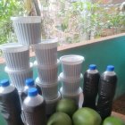 El vino y a mermalda de totuma o también conocido como mate, es usado por los antesadados como una medicina ancestral