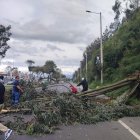 El árbo cayó en el sector de la UDLA, en el norte de Quito.
