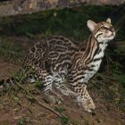 Imagen referencial de un tigrillo.