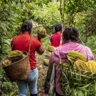 Del bosque a la mesa: Canopy Bridge rescata sabores ancestrales y los transforma en productos sostenibles