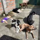 Proceso. Cuando se encuentra una mascota maltratada, es llevada hasta el Centro de Recuperación de Fauna Urbana, donde es atendida.