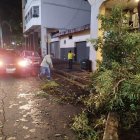 Productos de los fuertes vientos y lluvias, algunos árboles cayeron
