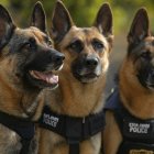 IA | Los tres canes evitaron el envío de droga al extranjero.