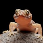 Lagartijas en el hogar: conoce sus causas, beneficios y los mejores métodos para mantenerlas alejadas sin dañarlas