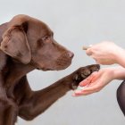 Los perros portadores de una variante genética fuertemente asociada a la obesidad, la DENND1B, tienen un 8% más de posibilidades de ser obesos que los que no la tienen. EFE/Crédito:
