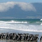 En la imagen de archivo, pingüinos en la playa de Derdesteen, Ciudad del Cabo, Sudáfrica. EFE/Nic Bothma