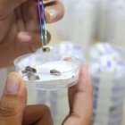 Investigación. Un proyecto de la Facultad de Ciencias Agrarias de la Universidad de Guayaquil busca soluciones naturales para combatir la plaga de la cochinilla