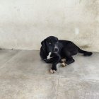 La fundación Alma Animal sufre del invierno todos los años.