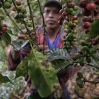 En la hojas de las plantas se nota la afectación por los hongos.