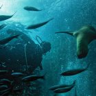 La Reserva Marina Hermandad cumplió tres años.