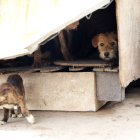 Los animales estaban en un espacio pequeño y lleno de excrementos.