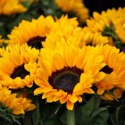 El 21 de marzo varias personas regalan flores amarillas a sus seres queridos.