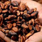 Las exportaciones de cacao han subido debido al mayor precio internacional.