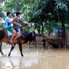 Dos personas utilizan una vaca para cruzar los caminos y calles inundadas tras el desbordamiento del río Beni por las fuertes lluvias.