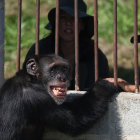 Yoko era el último chimpancé que se encontraba en cautiverio en Colombia.