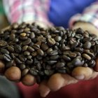 Un agricultor muestra el café que acaba de cosechar.