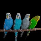 Fotografía de algunos de los loros usados en este estudio, pertenecientes a la especie conocida como periquitos. Fotografía facilitada por Christopher Auger-Domínguez. EFE