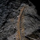 Imagen de una pluma fosilizada conservada con la roca volcánica. Fotografía facilitada por: