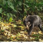 El avistamiento ocurrió en una de las fincas de Guandopungo.