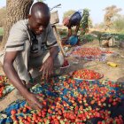 El agricultor Noufou Ouédraogo en su huerto de fresas en la capital de Burkina Faso, Uagadugú.