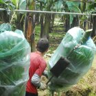Un agricultor alista los racimos de banano para exportarlos.